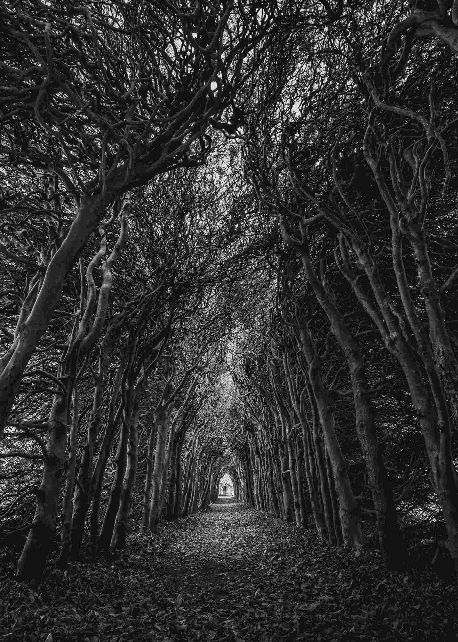 tree pathway