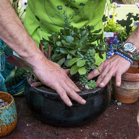 planting plant