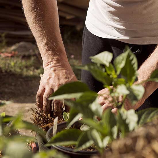 manuring the soil